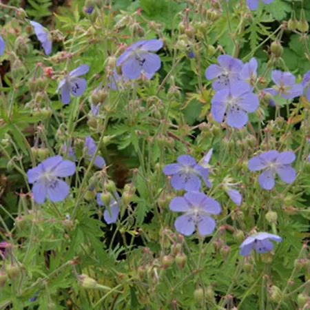 Πανδοχείο Swinside